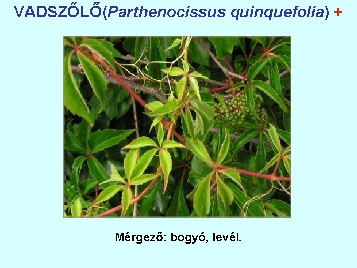 VADSZŐLŐ(Parthenocissus quinquefolia) + Mérgező: bogyó, levél. 