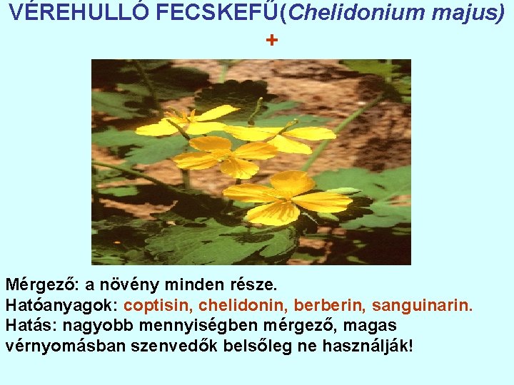 VÉREHULLÓ FECSKEFŰ(Chelidonium majus) + Mérgező: a növény minden része. Hatóanyagok: coptisin, chelidonin, berberin, sanguinarin.