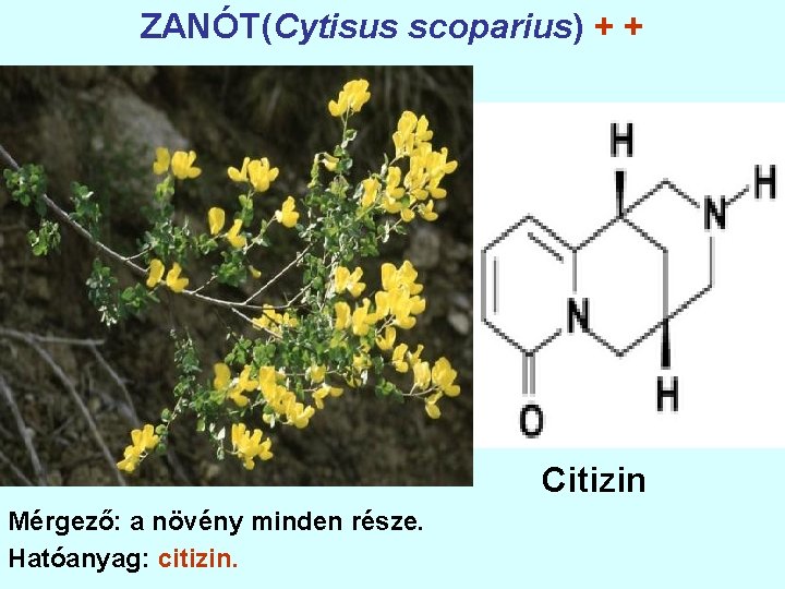 ZANÓT(Cytisus scoparius) + + Citizin Mérgező: a növény minden része. Hatóanyag: citizin. 