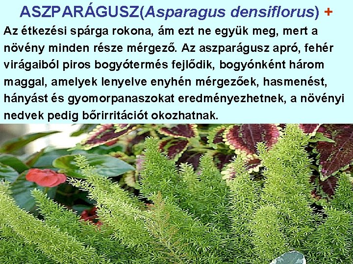 ASZPARÁGUSZ(Asparagus densiflorus) + Az étkezési spárga rokona, ám ezt ne együk meg, mert a