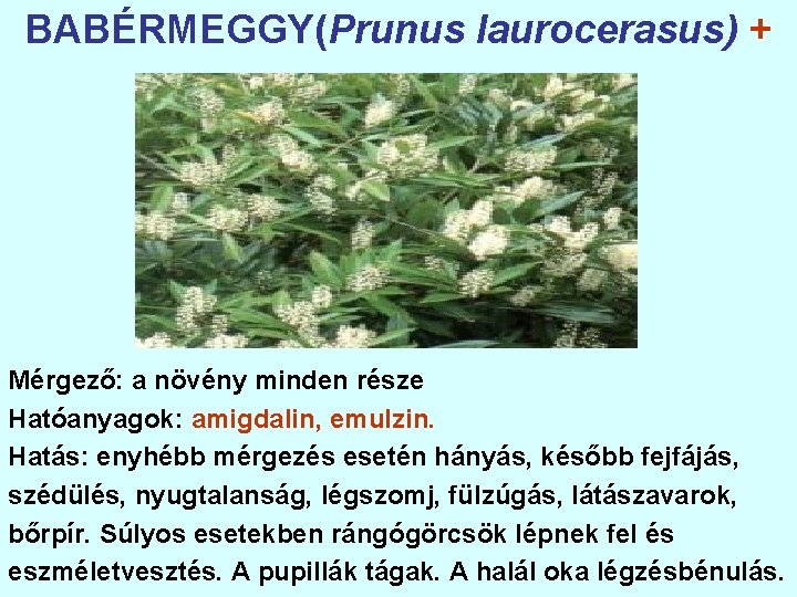 BABÉRMEGGY(Prunus laurocerasus) + Mérgező: a növény minden része Hatóanyagok: amigdalin, emulzin. Hatás: enyhébb mérgezés