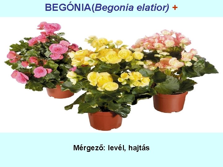 BEGÓNIA(Begonia elatior) + Mérgező: levél, hajtás 