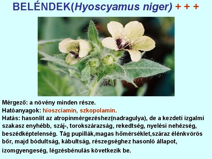 BELÉNDEK(Hyoscyamus niger) + + + Mérgező: a növény minden része. Hatóanyagok: hioszciamin, szkopolamin. Hatás:
