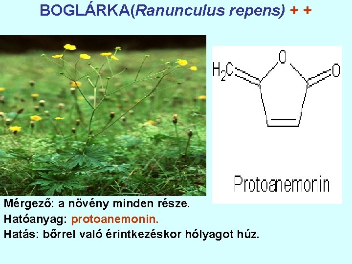 BOGLÁRKA(Ranunculus repens) + + Mérgező: a növény minden része. Hatóanyag: protoanemonin. Hatás: bőrrel való