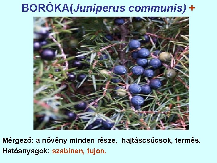 BORÓKA(Juniperus communis) + Mérgező: a növény minden része, hajtáscsúcsok, termés. Hatóanyagok: szabinen, tujon. 