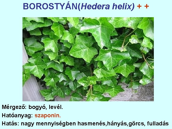 BOROSTYÁN(Hedera helix) + + Mérgező: bogyó, levél. Hatóanyag: szaponin. Hatás: nagy mennyiségben hasmenés, hányás,