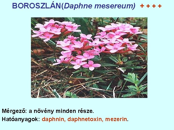 BOROSZLÁN(Daphne mesereum) + + Mérgező: a növény minden része. Hatóanyagok: daphnin, daphnetoxin, mezerin. 