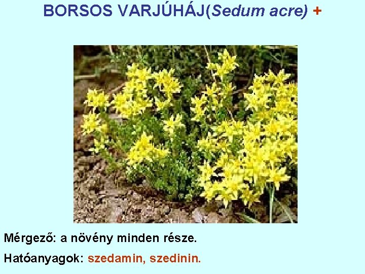 BORSOS VARJÚHÁJ(Sedum acre) + Mérgező: a növény minden része. Hatóanyagok: szedamin, szedinin. 