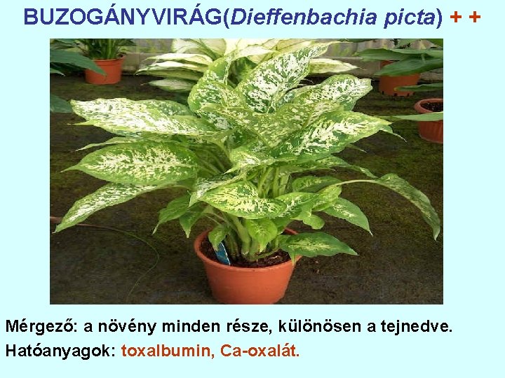 BUZOGÁNYVIRÁG(Dieffenbachia picta) + + Mérgező: a növény minden része, különösen a tejnedve. Hatóanyagok: toxalbumin,