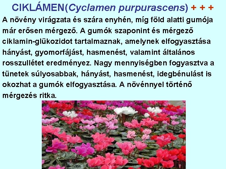 CIKLÁMEN(Cyclamen purpurascens) + + + A növény virágzata és szára enyhén, míg föld alatti