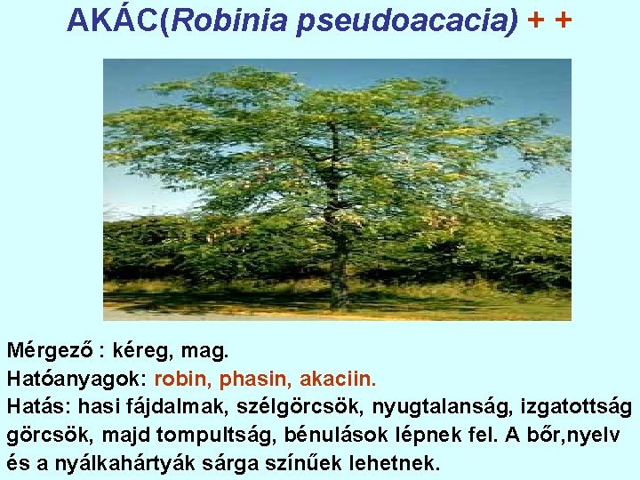 AKÁC(Robinia pseudoacacia) + + Mérgező : kéreg, mag. Hatóanyagok: robin, phasin, akaciin. Hatás: hasi