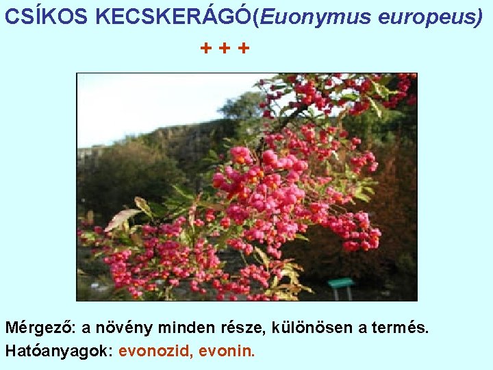 CSÍKOS KECSKERÁGÓ(Euonymus europeus) +++ Mérgező: a növény minden része, különösen a termés. Hatóanyagok: evonozid,