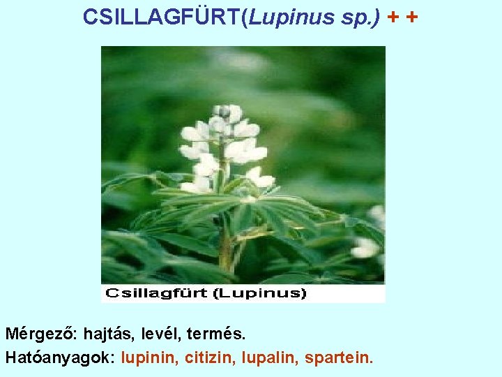 CSILLAGFÜRT(Lupinus sp. ) + + Mérgező: hajtás, levél, termés. Hatóanyagok: lupinin, citizin, lupalin, spartein.