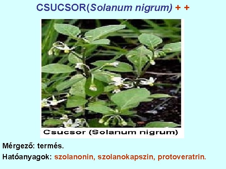CSUCSOR(Solanum nigrum) + + Mérgező: termés. Hatóanyagok: szolanonin, szolanokapszin, protoveratrin. 