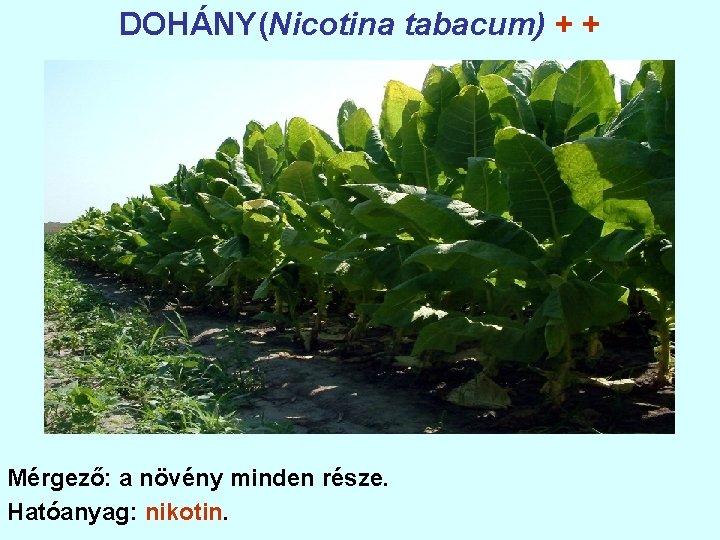 DOHÁNY(Nicotina tabacum) + + Mérgező: a növény minden része. Hatóanyag: nikotin. 