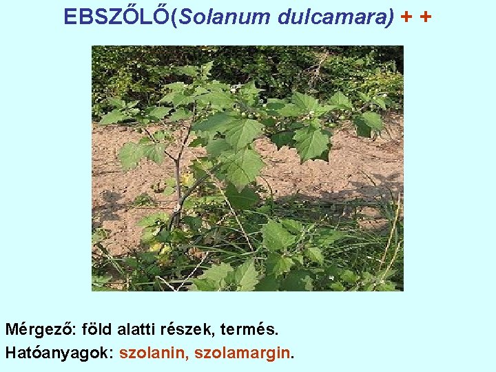 EBSZŐLŐ(Solanum dulcamara) + + Mérgező: föld alatti részek, termés. Hatóanyagok: szolanin, szolamargin. 