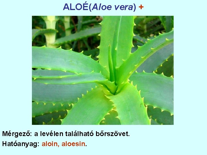 ALOÉ(Aloe vera) + Mérgező: a levélen található bőrszövet. Hatóanyag: aloin, aloesin. 