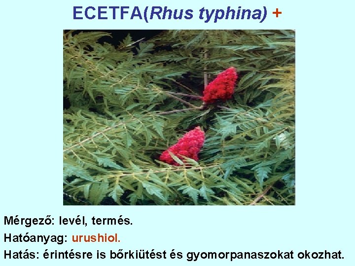ECETFA(Rhus typhina) + Mérgező: levél, termés. Hatóanyag: urushiol. Hatás: érintésre is bőrkiütést és gyomorpanaszokat