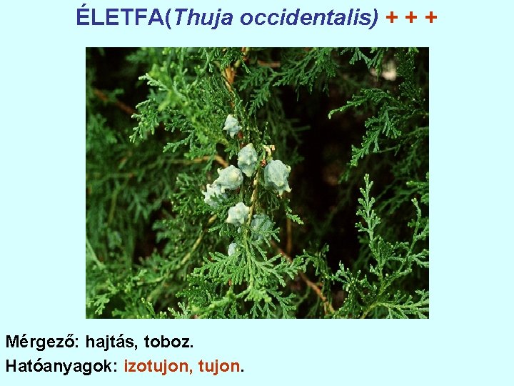 ÉLETFA(Thuja occidentalis) + + + Mérgező: hajtás, toboz. Hatóanyagok: izotujon, tujon. 