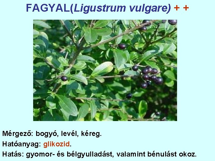 FAGYAL(Ligustrum vulgare) + + Mérgező: bogyó, levél, kéreg. Hatóanyag: glikozid. Hatás: gyomor- és bélgyulladást,