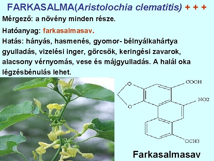 FARKASALMA(Aristolochia clematitis) + + + Mérgező: a növény minden része. Hatóanyag: farkasalmasav. Hatás: hányás,