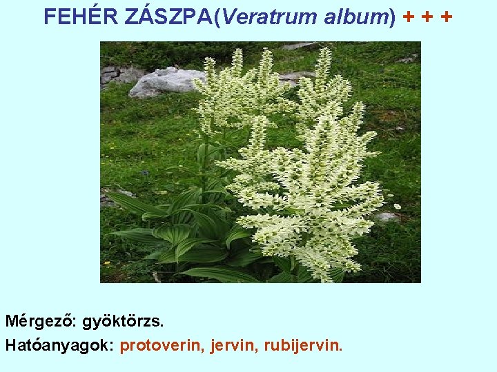 FEHÉR ZÁSZPA(Veratrum album) + + + Mérgező: gyöktörzs. Hatóanyagok: protoverin, jervin, rubijervin. 