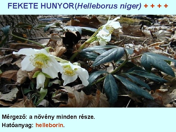 FEKETE HUNYOR(Helleborus niger) + + Mérgező: a növény minden része. Hatóanyag: helleborin. 