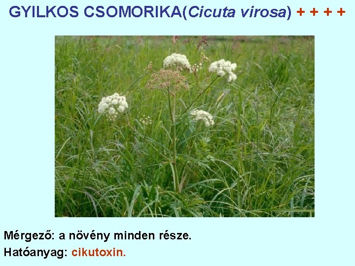 GYILKOS CSOMORIKA(Cicuta virosa) + + Mérgező: a növény minden része. Hatóanyag: cikutoxin. 