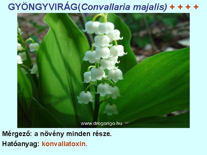 GYÖNGYVIRÁG(Convallaria majalis) + + Mérgező: a növény minden része. Hatóanyag: konvallatoxin. 