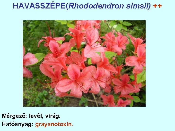 HAVASSZÉPE(Rhododendron simsii) ++ Mérgező: levél, virág. Hatóanyag: grayanotoxin. 