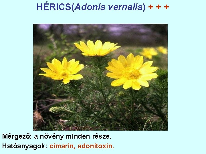 HÉRICS(Adonis vernalis) + + + Mérgező: a növény minden része. Hatóanyagok: cimarin, adonitoxin. 