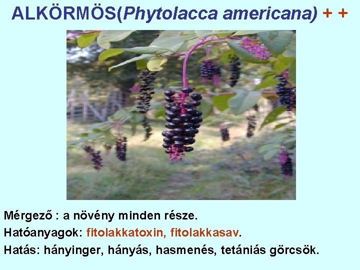 ALKÖRMÖS(Phytolacca americana) + + Mérgező : a növény minden része. Hatóanyagok: fitolakkatoxin, fitolakkasav. Hatás: