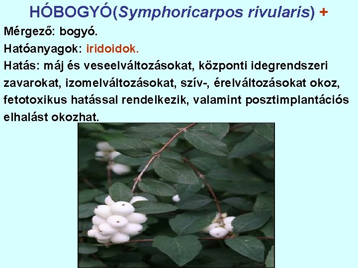 HÓBOGYÓ(Symphoricarpos rivularis) + Mérgező: bogyó. Hatóanyagok: iridoidok. Hatás: máj és veseelváltozásokat, központi idegrendszeri zavarokat,