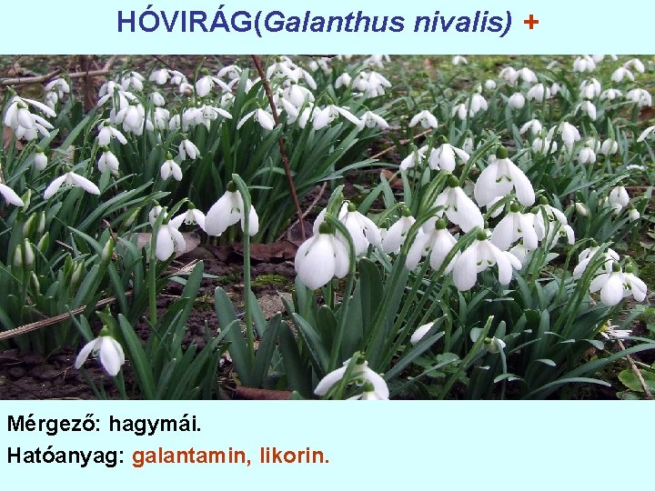 HÓVIRÁG(Galanthus nivalis) + Mérgező: hagymái. Hatóanyag: galantamin, likorin. 