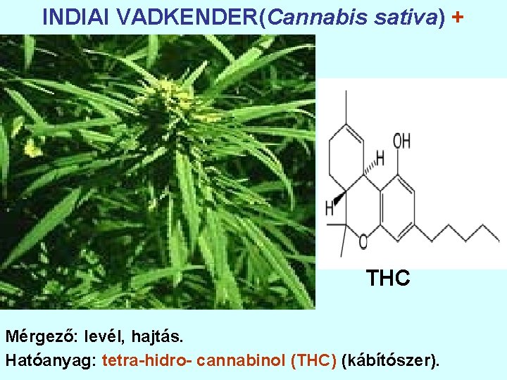 INDIAI VADKENDER(Cannabis sativa) + THC Mérgező: levél, hajtás. Hatóanyag: tetra-hidro- cannabinol (THC) (kábítószer). 