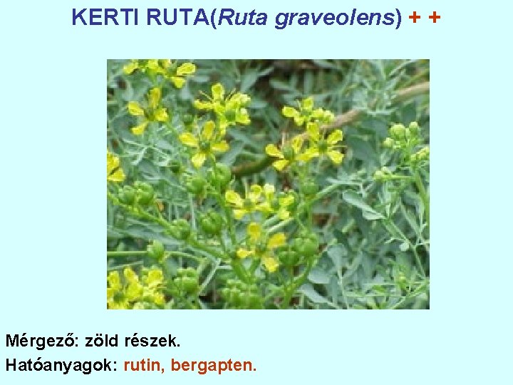 KERTI RUTA(Ruta graveolens) + + Mérgező: zöld részek. Hatóanyagok: rutin, bergapten. 