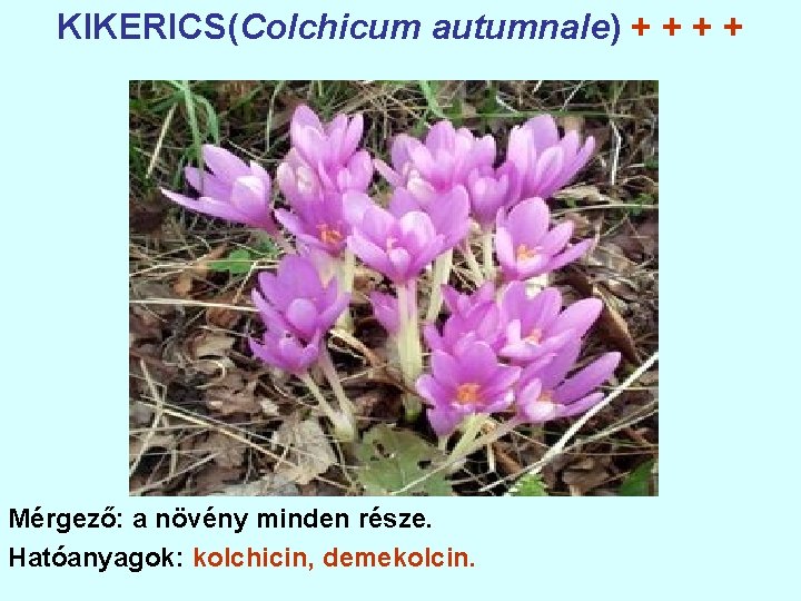 KIKERICS(Colchicum autumnale) + + Mérgező: a növény minden része. Hatóanyagok: kolchicin, demekolcin. 