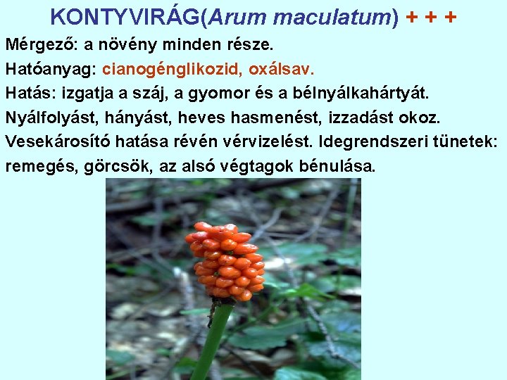 KONTYVIRÁG(Arum maculatum) + + + Mérgező: a növény minden része. Hatóanyag: cianogénglikozid, oxálsav. Hatás: