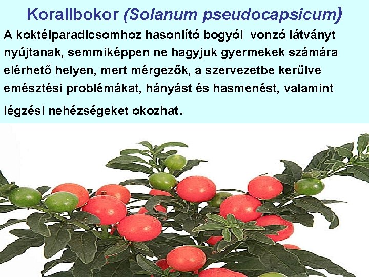 Korallbokor (Solanum pseudocapsicum) A koktélparadicsomhoz hasonlító bogyói vonzó látványt nyújtanak, semmiképpen ne hagyjuk gyermekek