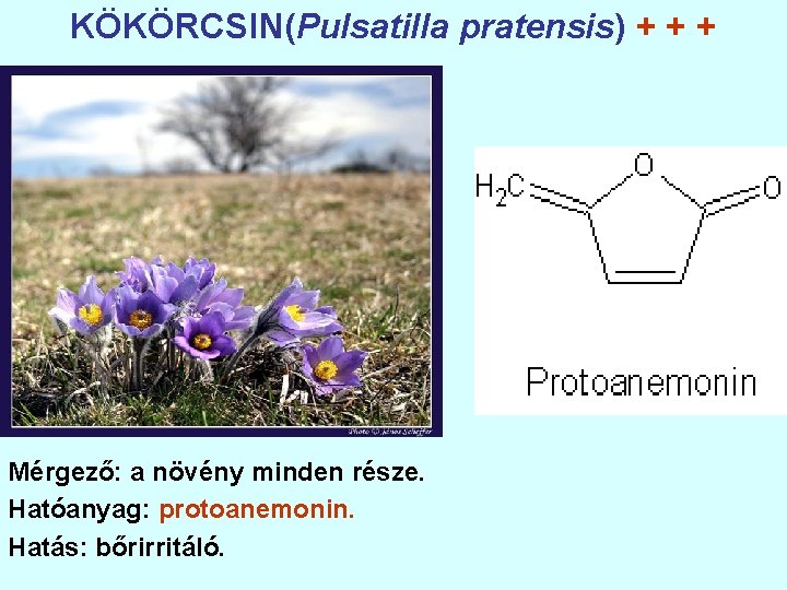 KÖKÖRCSIN(Pulsatilla pratensis) + + + Mérgező: a növény minden része. Hatóanyag: protoanemonin. Hatás: bőrirritáló.