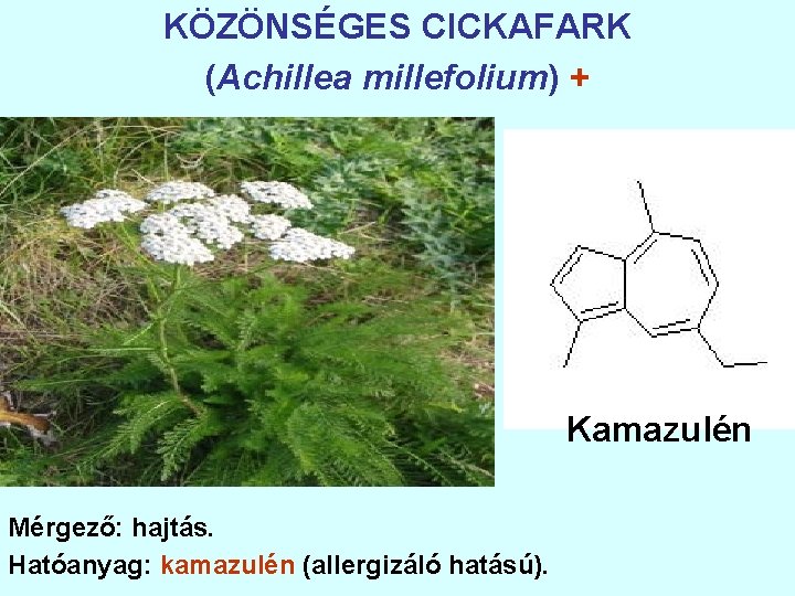 KÖZÖNSÉGES CICKAFARK (Achillea millefolium) + Kamazulén Mérgező: hajtás. Hatóanyag: kamazulén (allergizáló hatású). 