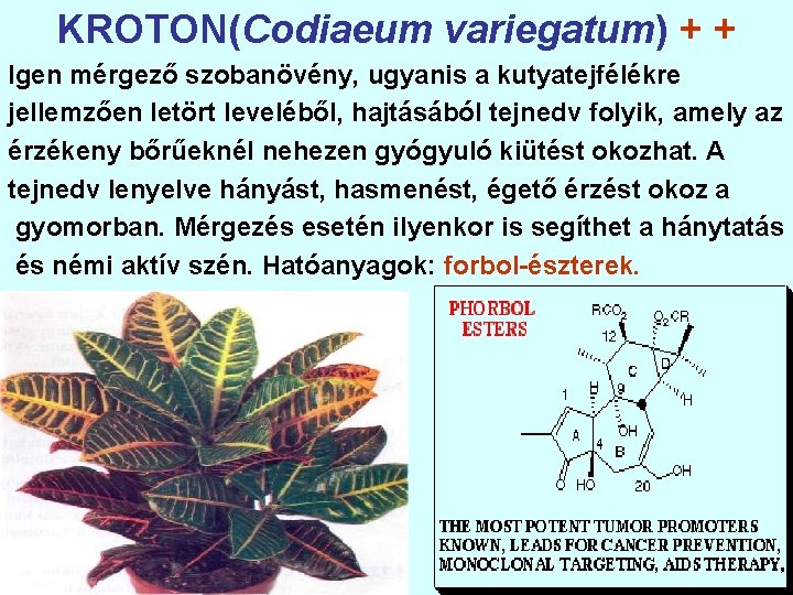 KROTON(Codiaeum variegatum) + + Igen mérgező szobanövény, ugyanis a kutyatejfélékre jellemzően letört leveléből, hajtásából