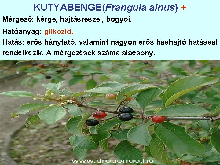 KUTYABENGE(Frangula alnus) + Mérgező: kérge, hajtásrészei, bogyói. Hatóanyag: glikozid. Hatás: erős hánytató, valamint nagyon