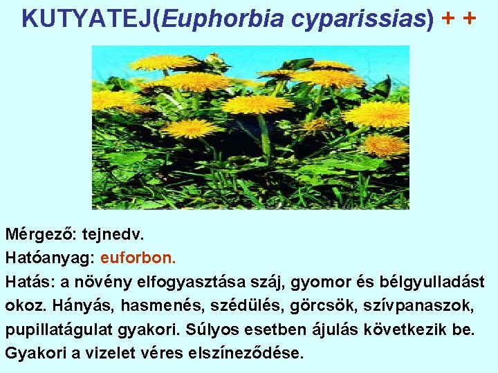 KUTYATEJ(Euphorbia cyparissias) + + Mérgező: tejnedv. Hatóanyag: euforbon. Hatás: a növény elfogyasztása száj, gyomor