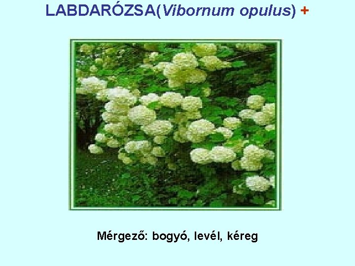 LABDARÓZSA(Vibornum opulus) + Mérgező: bogyó, levél, kéreg 