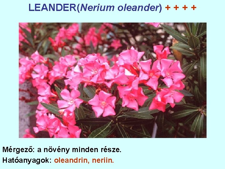 LEANDER(Nerium oleander) + + Mérgező: a növény minden része. Hatóanyagok: oleandrin, neriin. 