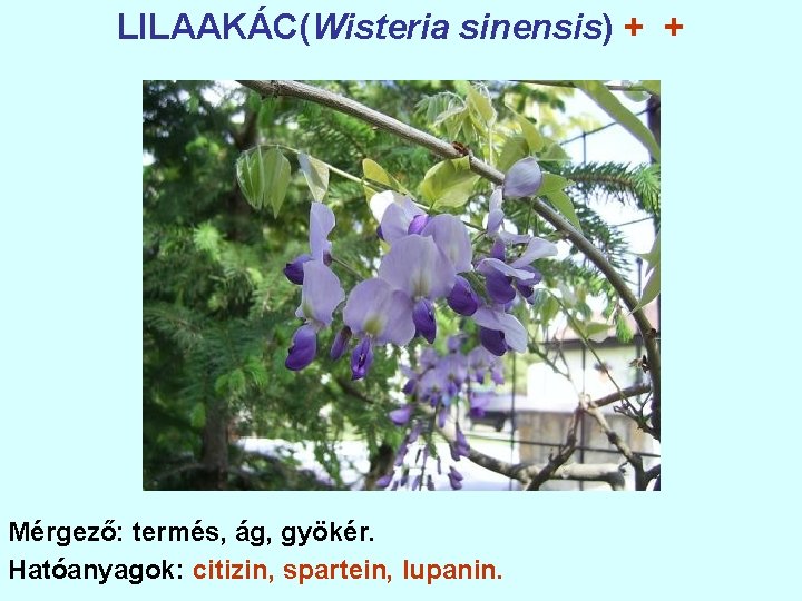 LILAAKÁC(Wisteria sinensis) + + Mérgező: termés, ág, gyökér. Hatóanyagok: citizin, spartein, lupanin. 