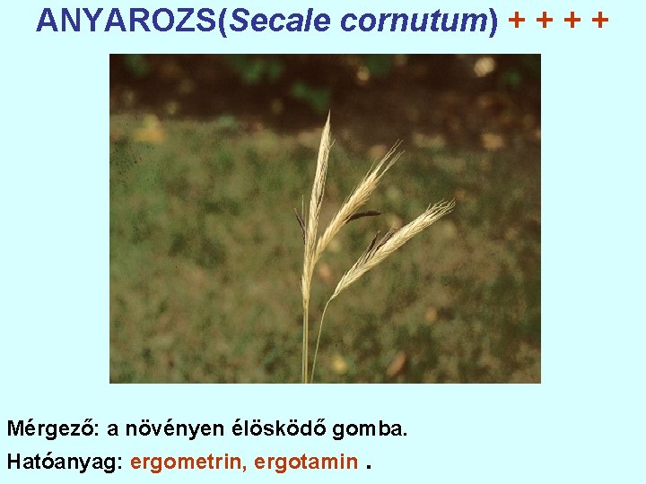 ANYAROZS(Secale cornutum) + + Mérgező: a növényen élösködő gomba. Hatóanyag: ergometrin, ergotamin. 