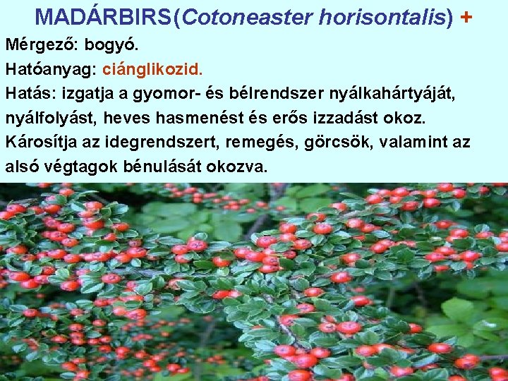 MADÁRBIRS(Cotoneaster horisontalis) + Mérgező: bogyó. Hatóanyag: ciánglikozid. Hatás: izgatja a gyomor- és bélrendszer nyálkahártyáját,