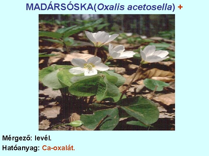 MADÁRSÓSKA(Oxalis acetosella) + Mérgező: levél. Hatóanyag: Ca-oxalát. 